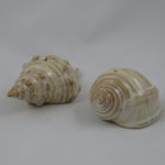 Sea shells